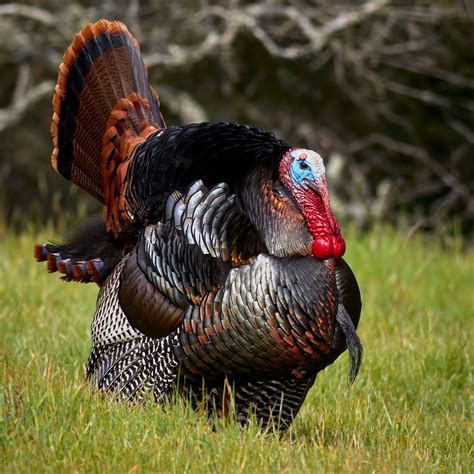A jake is a young male wild turkey that can be distinguished from an adult, or tom, by the length of its middle tail feathers. The adult males will have tail feathers that are all ...